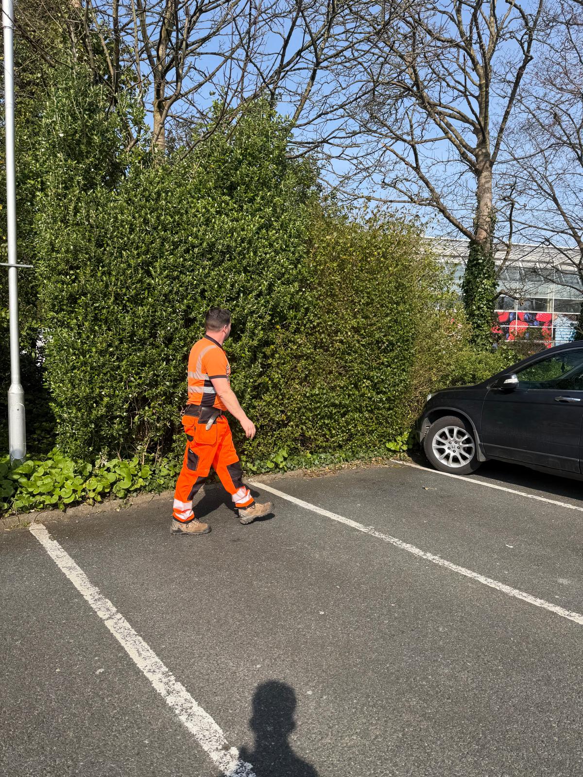 Worker carrying out hedge and shrub maintenance on a commercial site